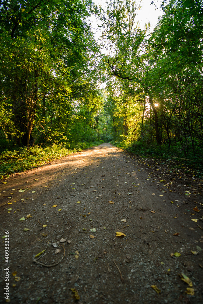 Gravelpath in the forst 