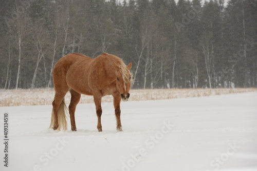 Schöne Pferde im schnee
