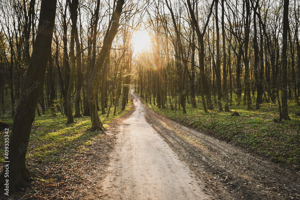 Naklejka premium footpath in the woods at sunset with sunflare