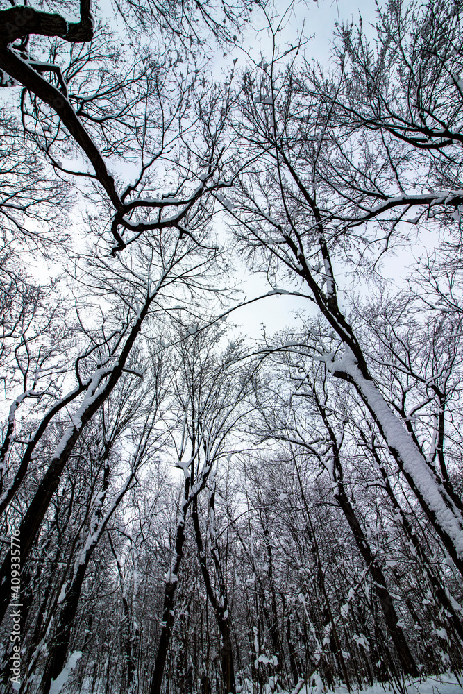 View from below snowy white trees, enchanted forest, view of the sky and the treetops, perspective portrait and vertical image