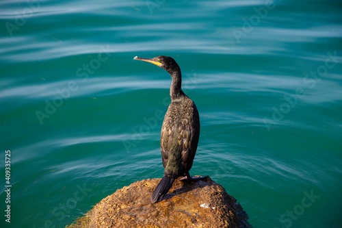 Photo of a Cormorant on the Rock photo
