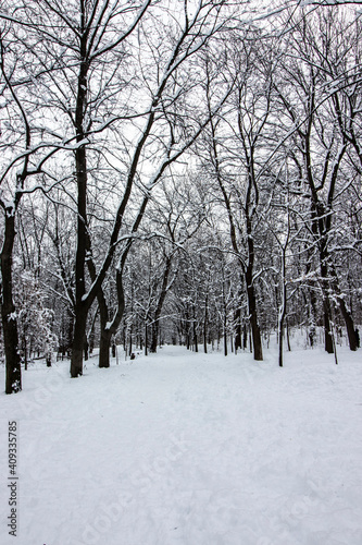 Row of snow-covered arched trees, winter white landscape in a park in Montreal, landscape and natural light, vertical portrait image