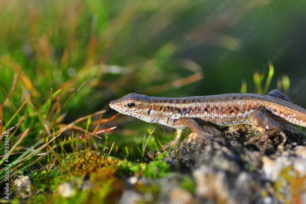 Closeup  Beautiful lizard in the garden