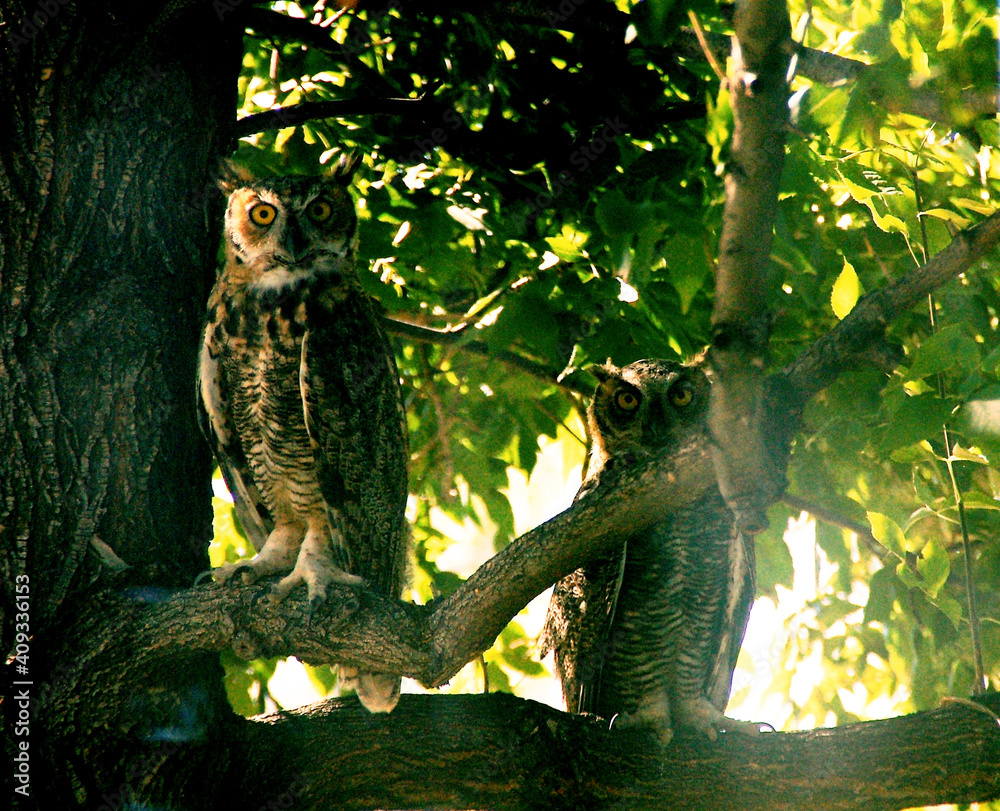 Obraz premium Owl Couple