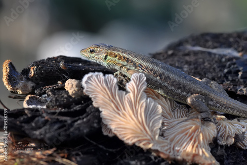 Closeup  Beautiful lizard in the garden