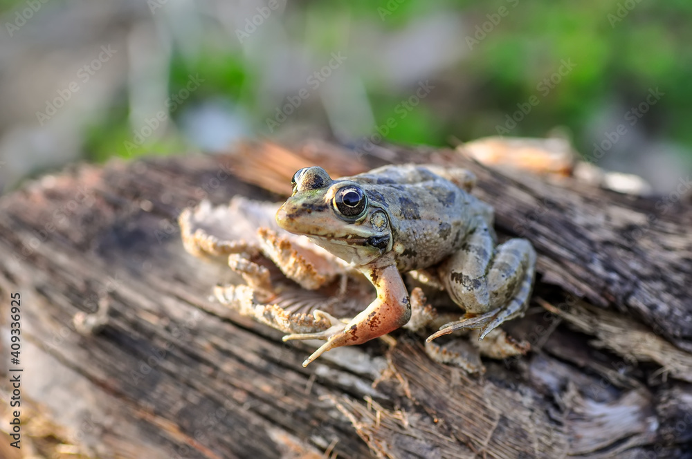 Beautiful Green frog in natural background Beautiful Green frog in natural background