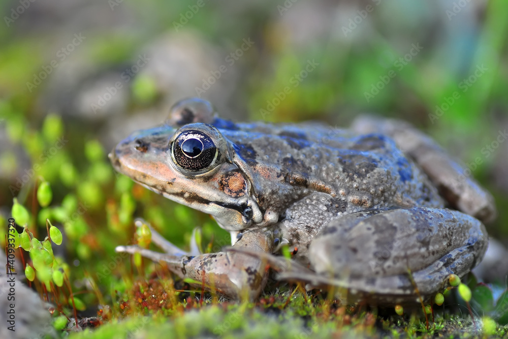 Beautiful Green frog in natural background Beautiful Green frog in natural background