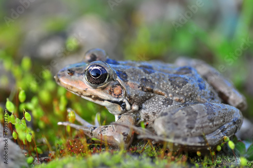 Beautiful  Green  frog in natural background      