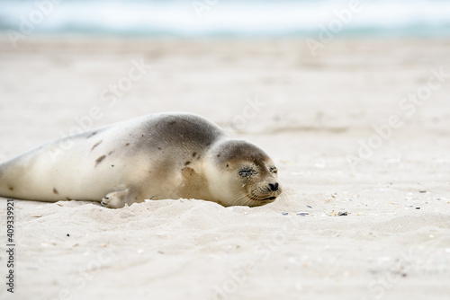 A sick seal on the sand at the New Jersey shore