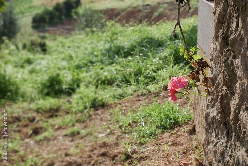 Unica flor rosa colgante del jardín 