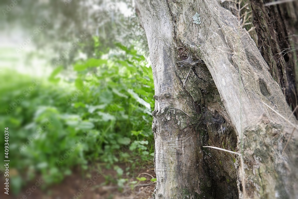 Viejo arbol centenario de olivo con tela de arañas Viejo arbol centenario de olivo con tela de arañas