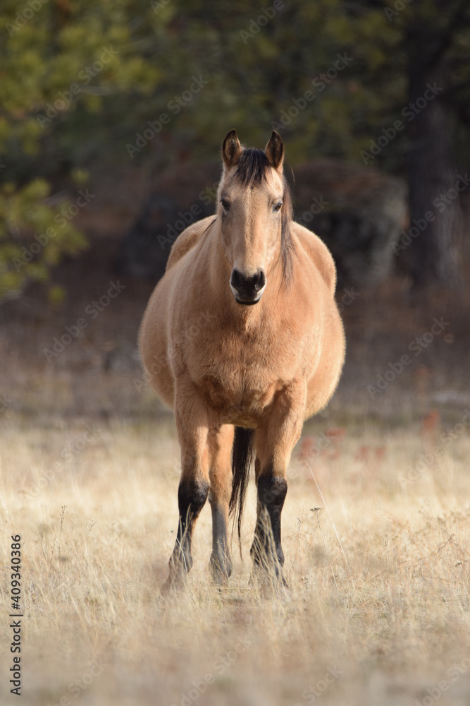 Horse in the field.