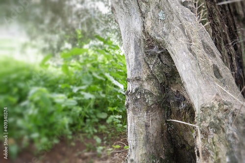 Viejo arbol centenario de olivo con tela de arañas