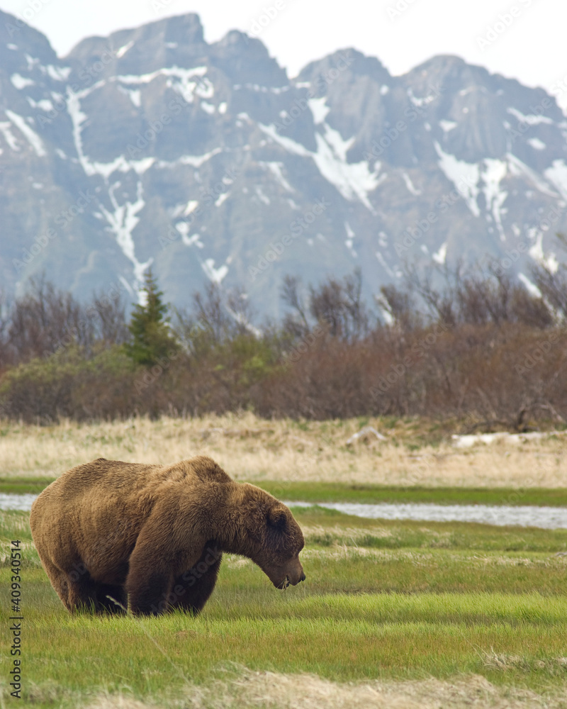 Alaskan Brown bear feeds below  mountain peaks, in Katmai National Park