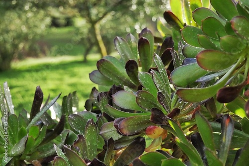 Suculenta con gotas de agua del anochecer
