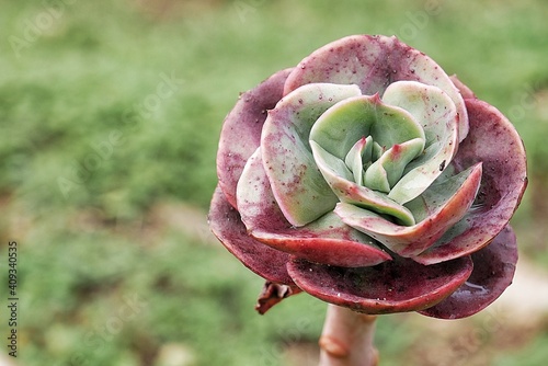 Suculenta con gotas de agua del anochecer