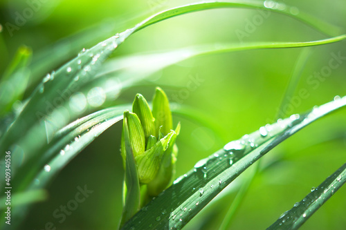lily leaves and bud withs drops of water after spring raining - close up  fresh and sunny garden background