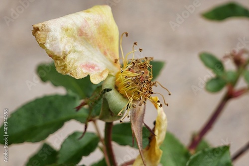 Marchita flor despues de una noche gélida