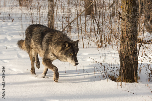 Black-Phase Grey Wolf (Canis lupus) Walks Out of Forest Winter