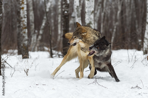 Black-Phase (Canis lupus) Conflicts With Pack Member Winter
