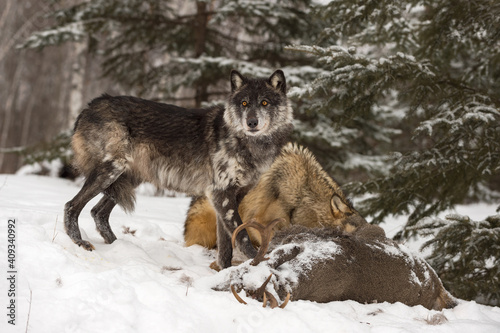 Black-Phase (Canis lupus) Looks Up From White-Tail Deer Carcass Winter © hkuchera