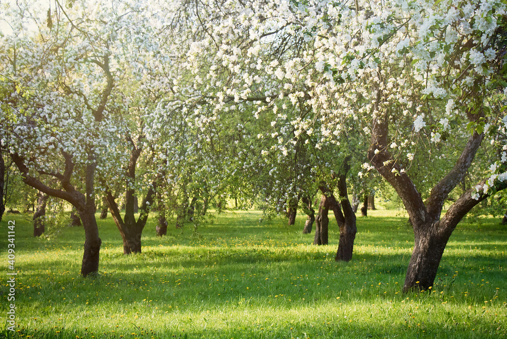 Blooming apple orchard on sunny day Blooming apple orchard on sunny day