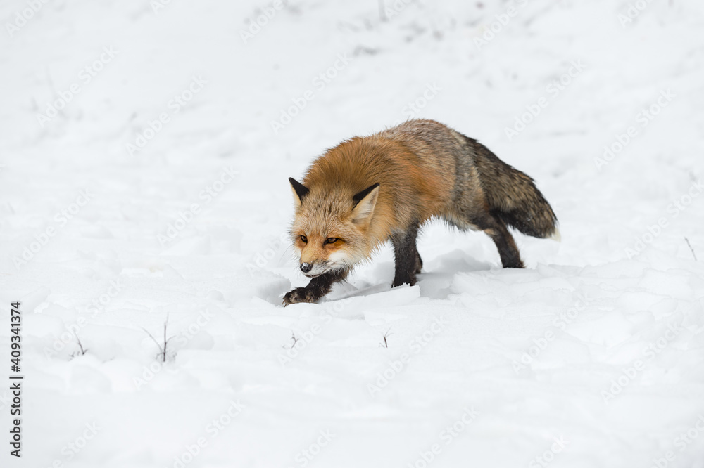 Red Fox (Vulpes vulpes) Creeps Along in Snow Winter