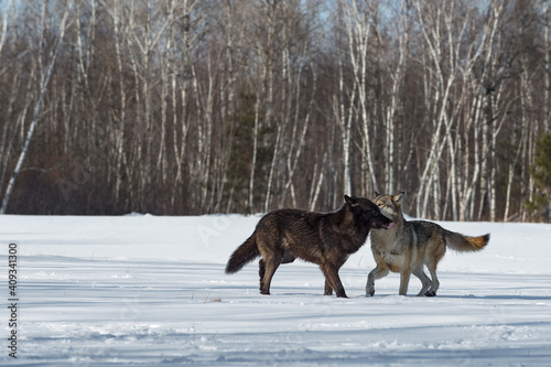 Black-Phase and Grey Wolf (Canis lupus) Meet in Snowy Field Winter