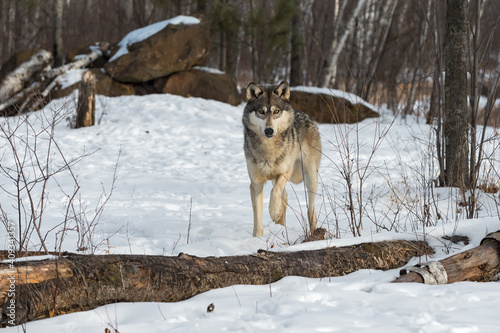 Grey Wolf  Canis lupus  Looks Out Behind Log Paw Up Winter