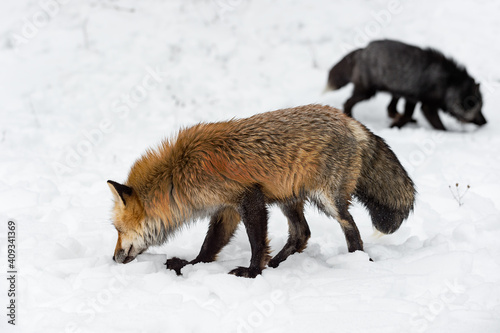 Red Fox (Vulpes vulpes) Sniffs Left Silver in Background Winter © hkuchera