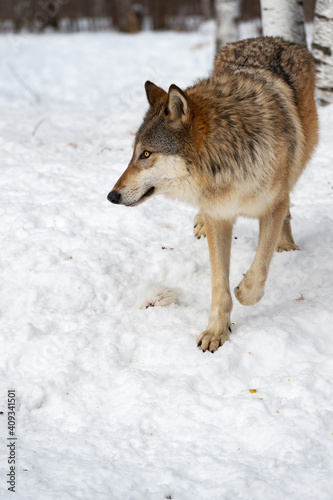Grey Wolf (Canis lupus) Steps Foward Looking Left Winter © hkuchera