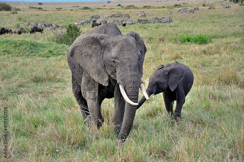 Słonie afrykańskie (Loxodonta africana) - samica z młodym. W tle widoczne zebry i antylopy gnu. Rezerwat Masai Mara (Kenia) © Lancan