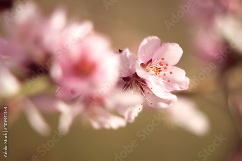 pink cherry blossoms - soft focused close up in spring garden