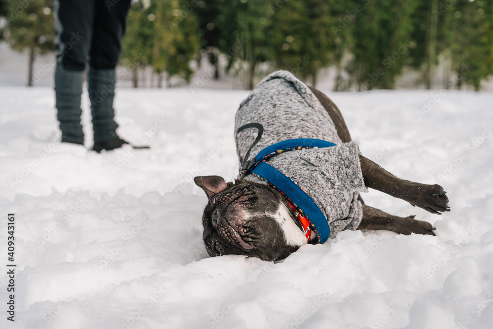 French bulldog playing in snow
