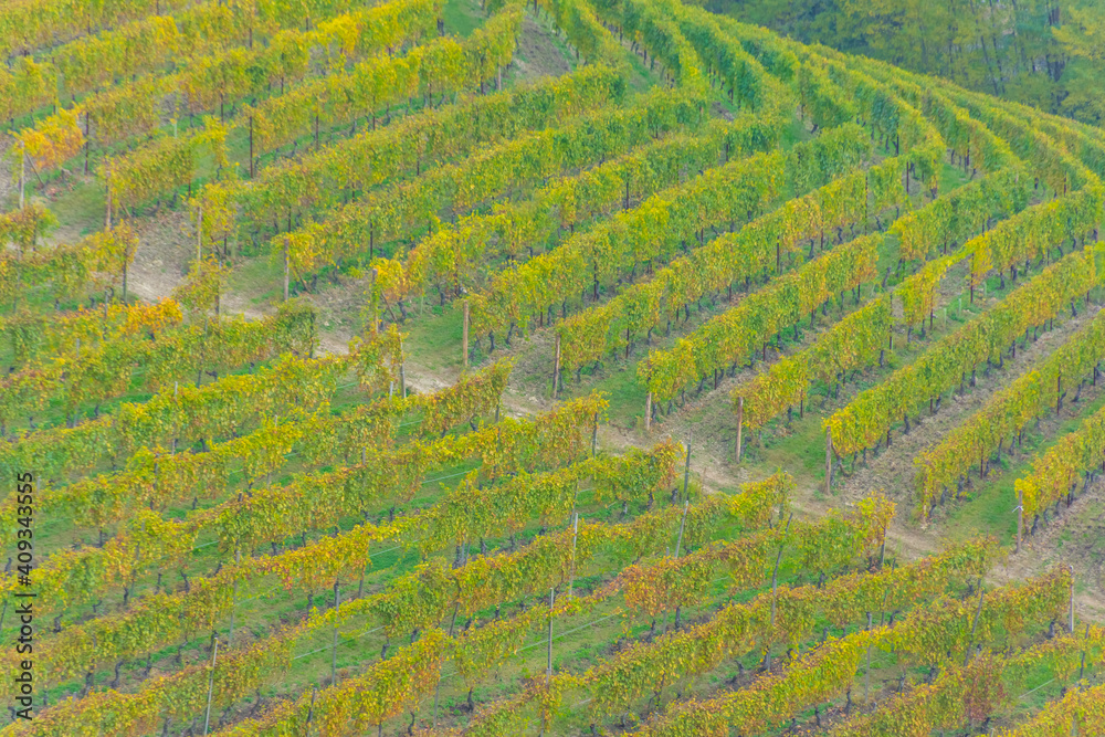 Amazing autumnal landscape in the Langhe, famous vineyard area in Piedmont Italy