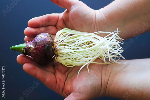 Obraz na plátně Hands holding a hyacinth bulb with exposed roots
