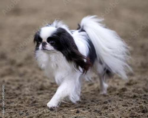 Canvastavla Japanese Chin
