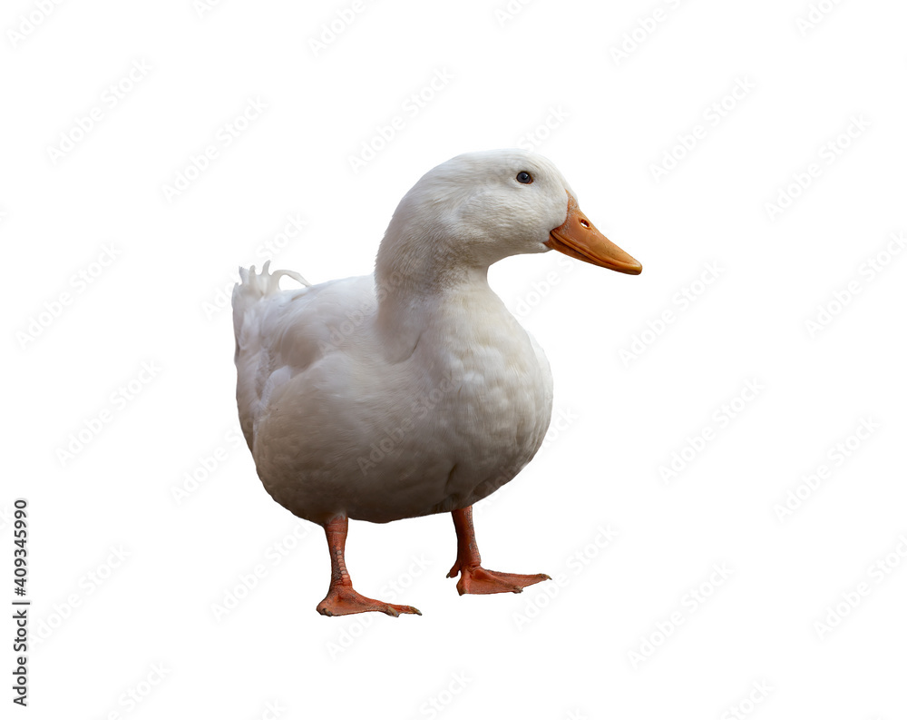Large white duck in full growth isolated on white background Large white duck in full growth isolated on white background