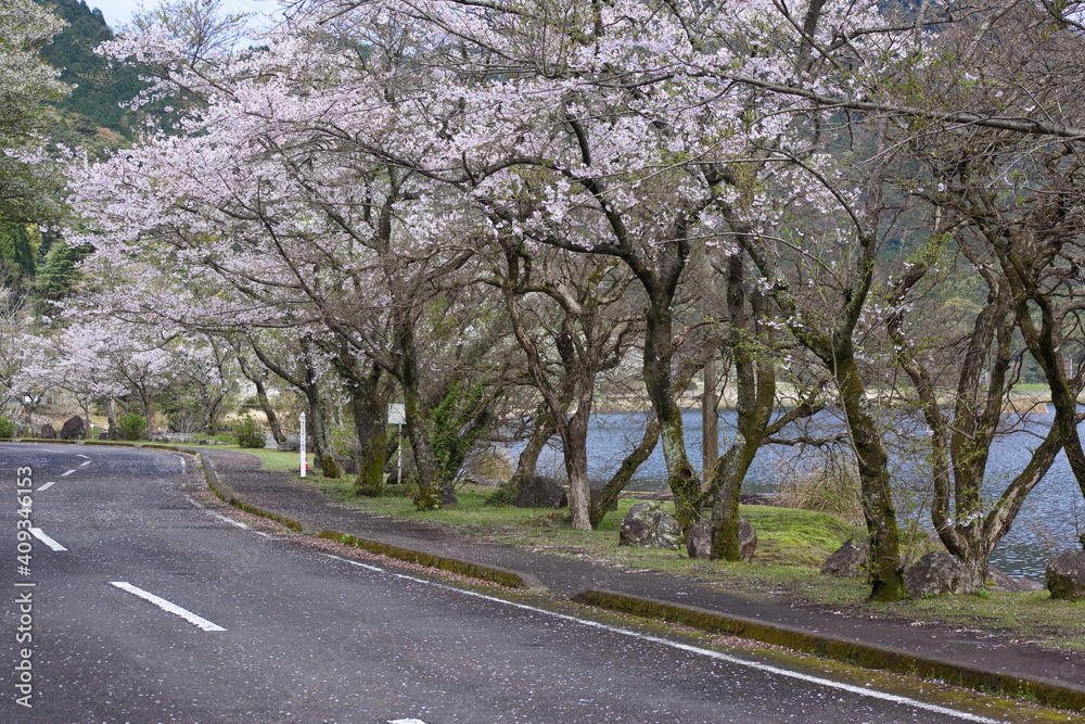 custom made wallpaper toronto digital藺牟田池の周遊道路で咲く満開の桜	