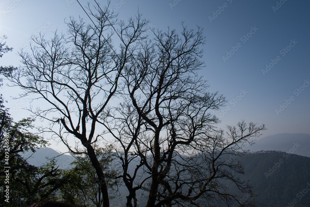 silk cotton tree or bombax ceiba in early morning. himachal pradesh, India silk cotton tree or bombax ceiba in early morning. himachal pradesh, India