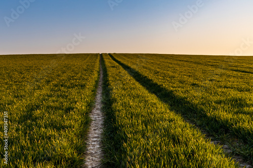 Wallpaper Mural Beautiful sunrise at morning over huge green fields Torontodigital.ca