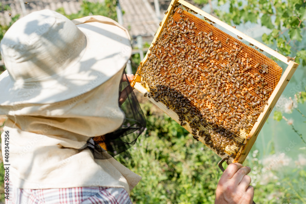 beekeeper holding a honeycomb full of bees closeup