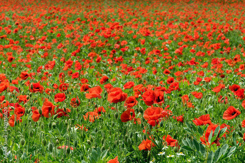 champ de coquelicots © beatrix kido