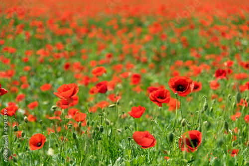 champ de coquelicots