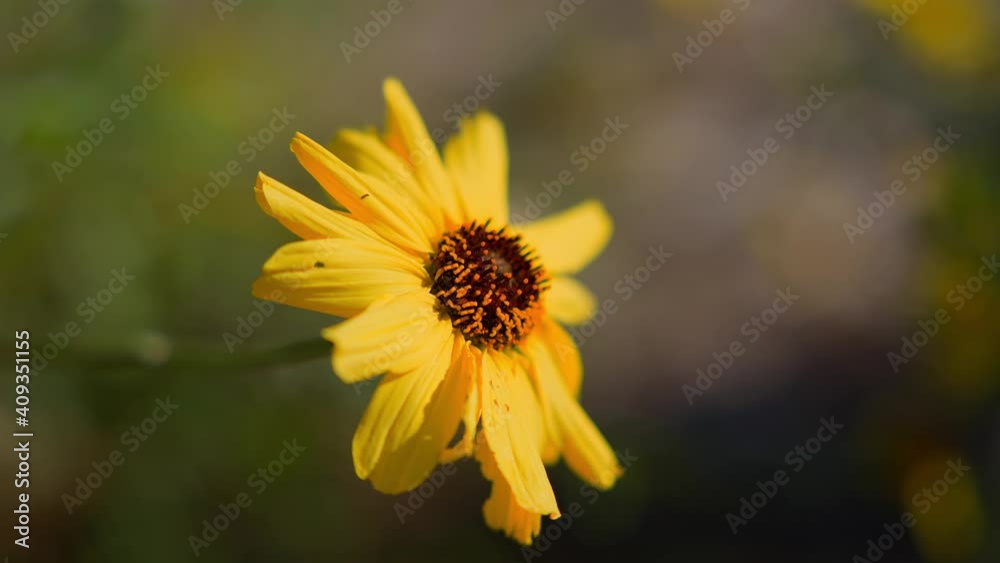 Beautiful yellow flower sways in wind. Bright sunny day. Slow motion. Beautiful yellow flower sways in wind. Bright sunny day. Slow motion.
