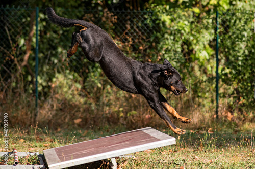 beauceron en ring photo