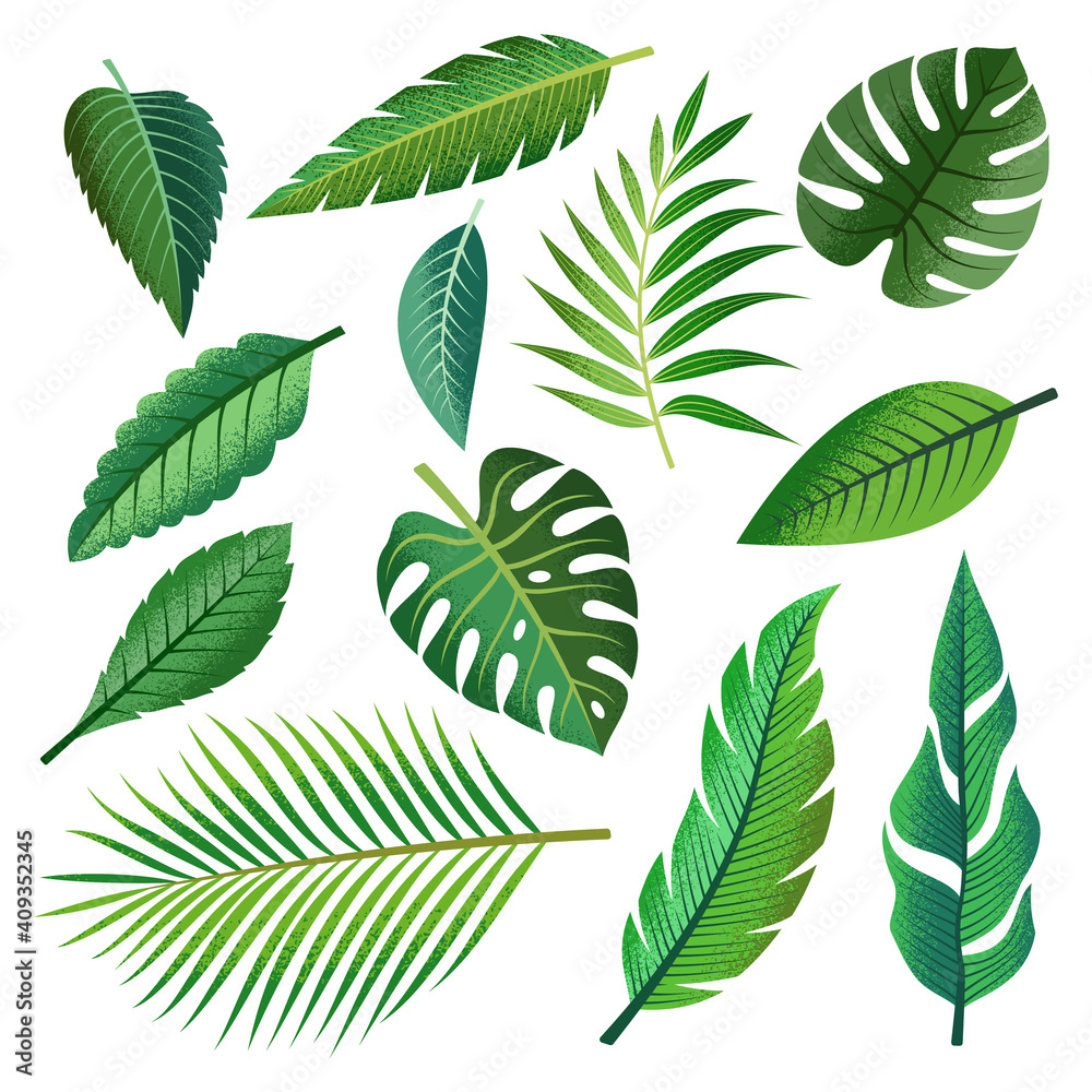 Collection of beautiful tropical leaves isolated on white background. Collection of beautiful tropical leaves isolated on white background.