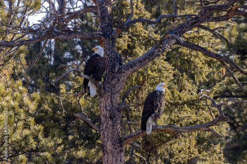 Bald Eagles in Eleven Mile Canyon