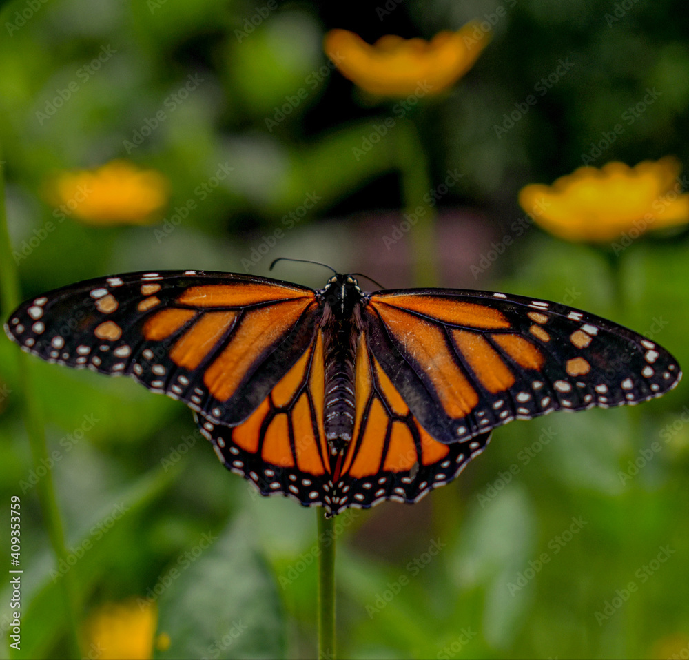 Naklejka premium butterfly on a flower