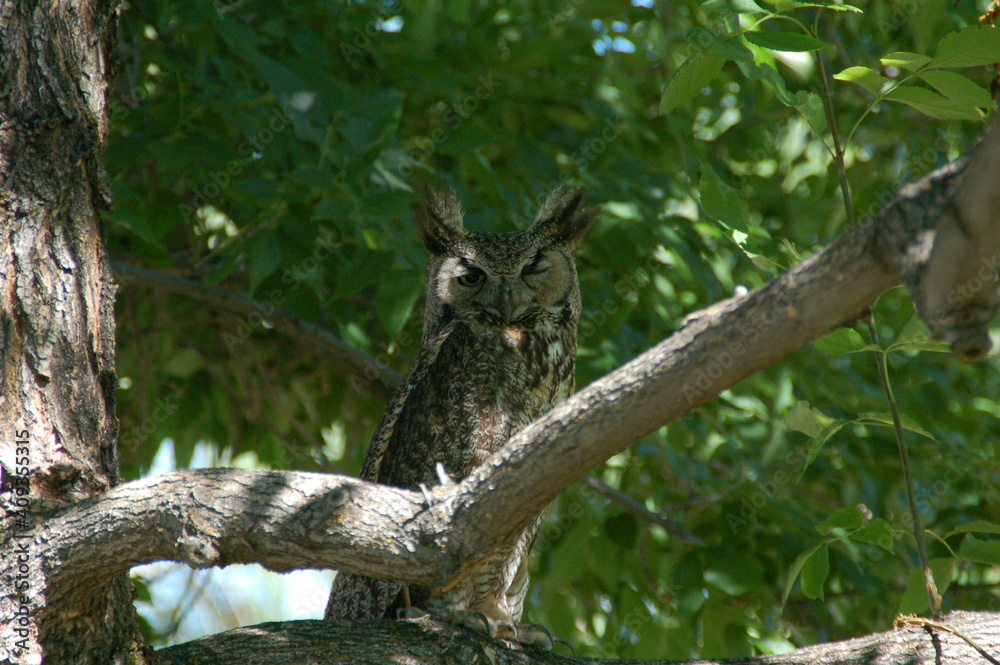Owl winking Owl winking